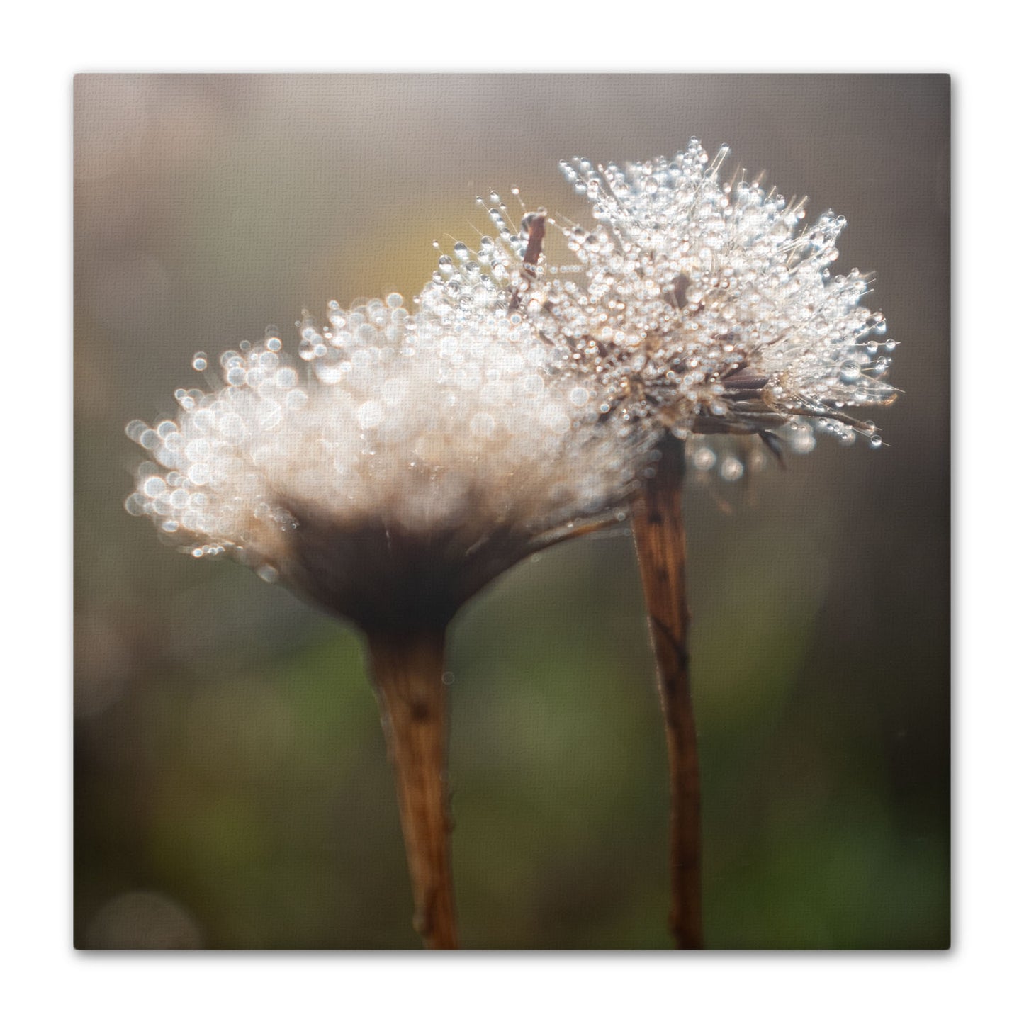 Morning Dew 2