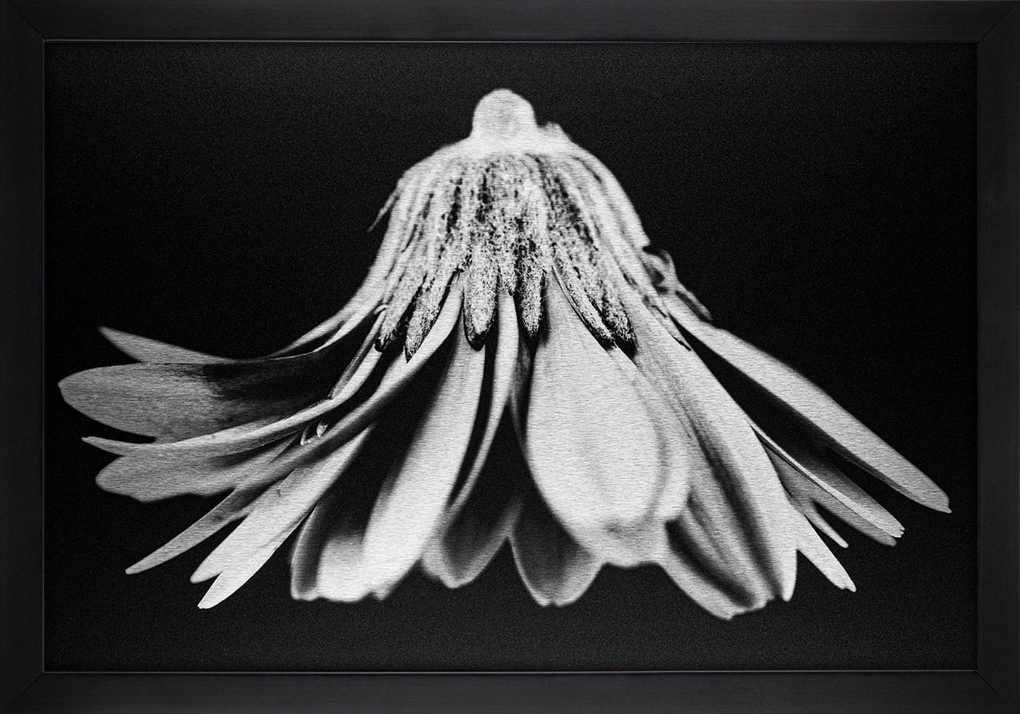 Gerbera Daisy