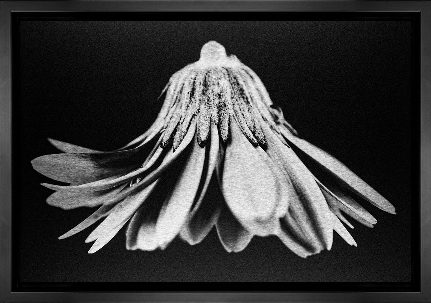 Gerbera Daisy