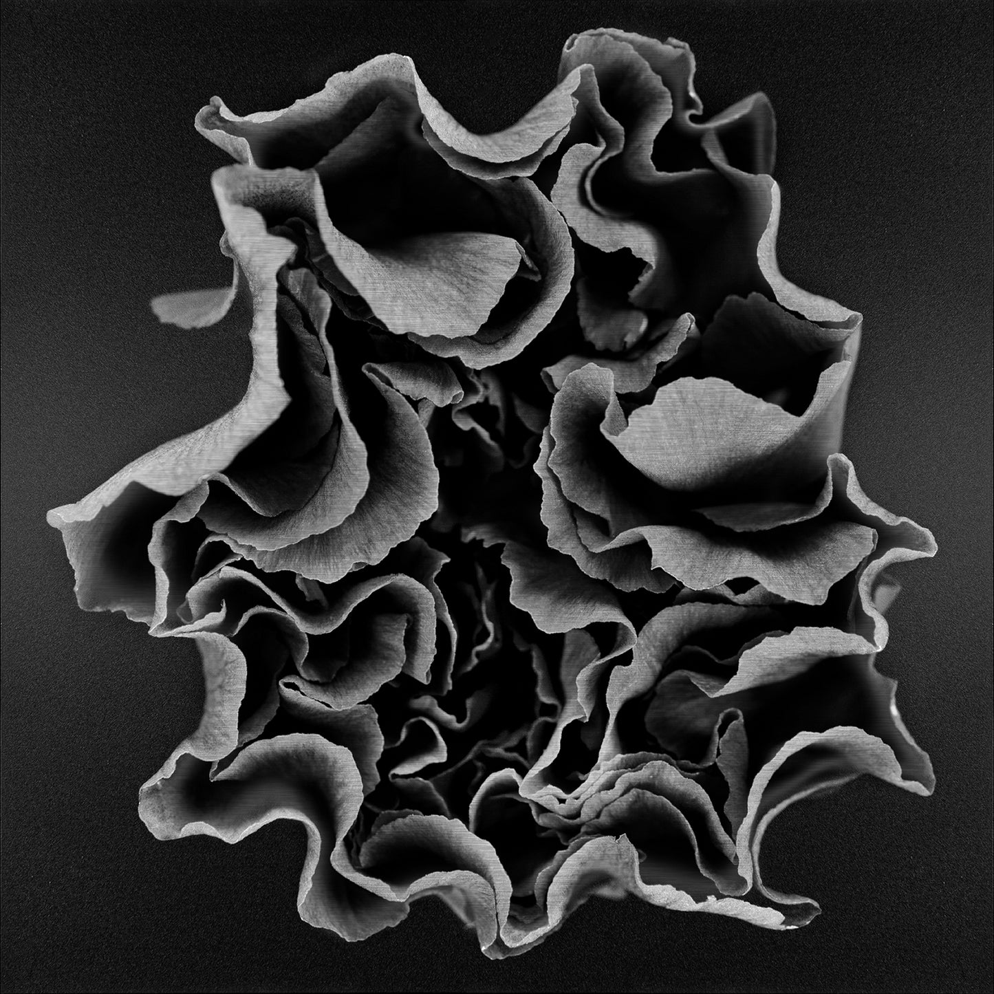 Carnation