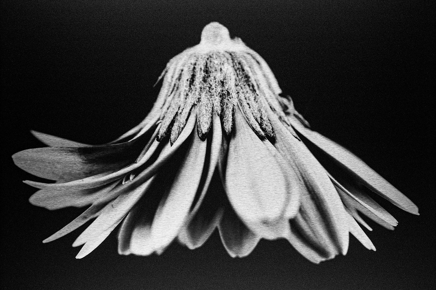 Gerbera Daisy