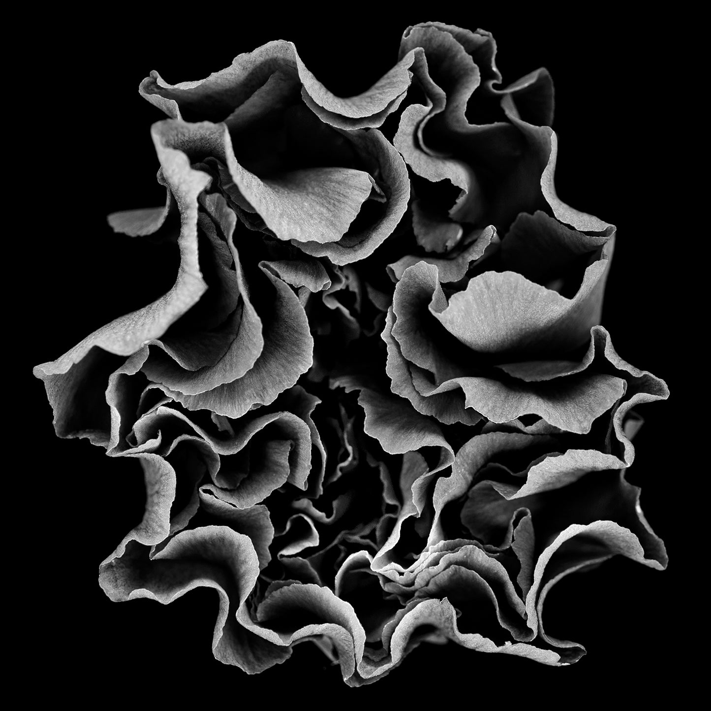 Carnation