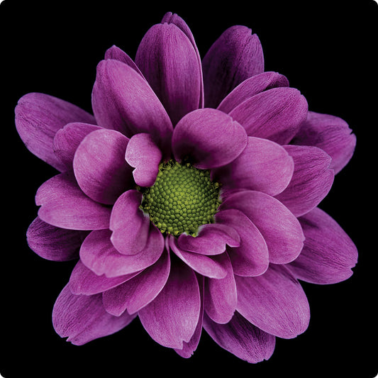 Chrysanthemum