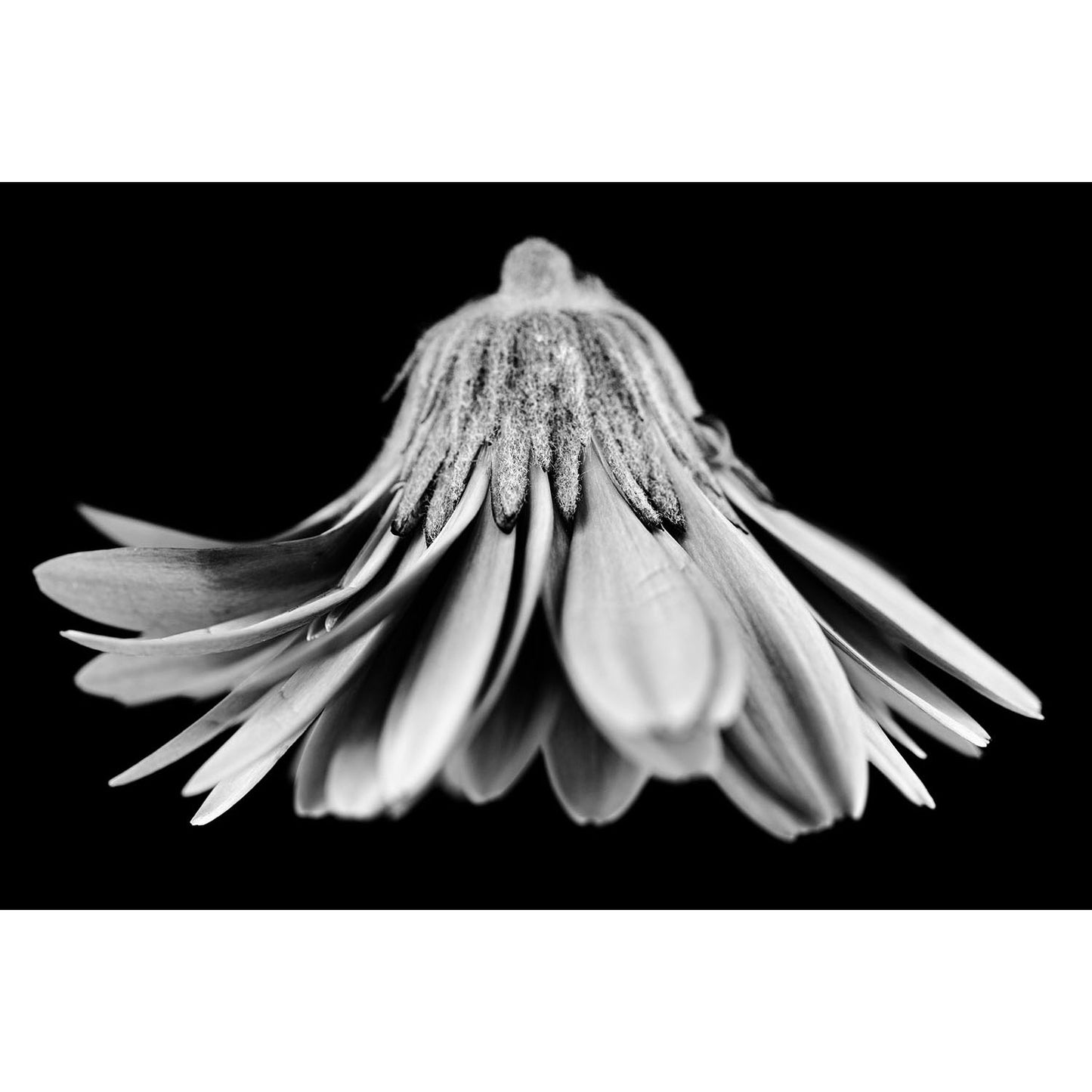 Gerbera Daisy