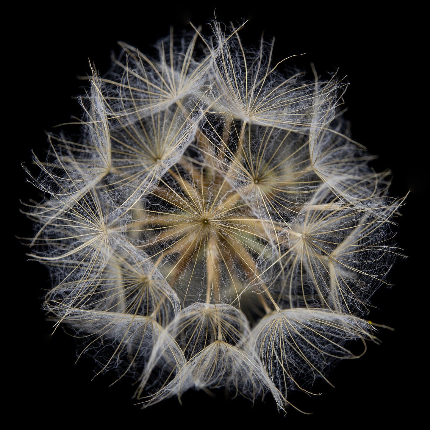 Goat Weed