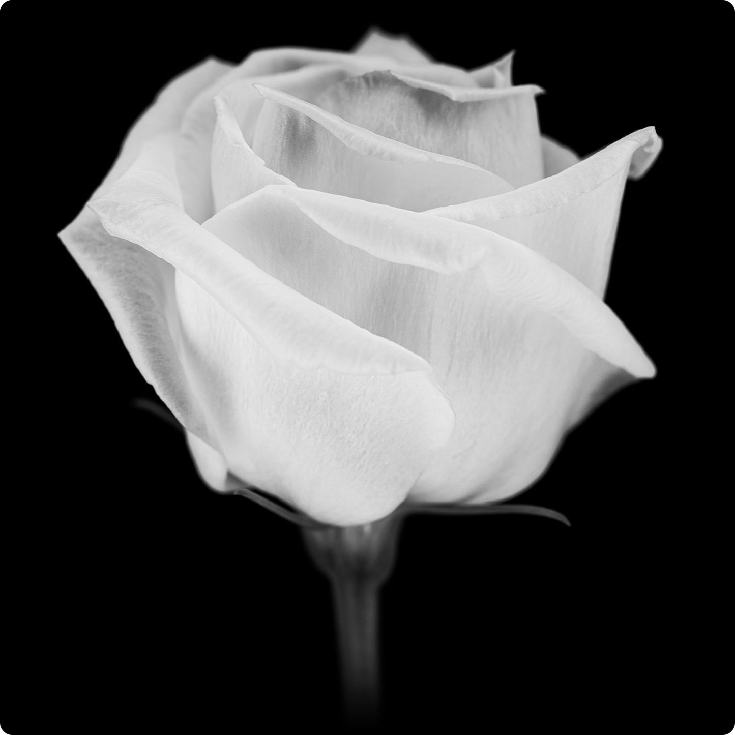 Lisianthus