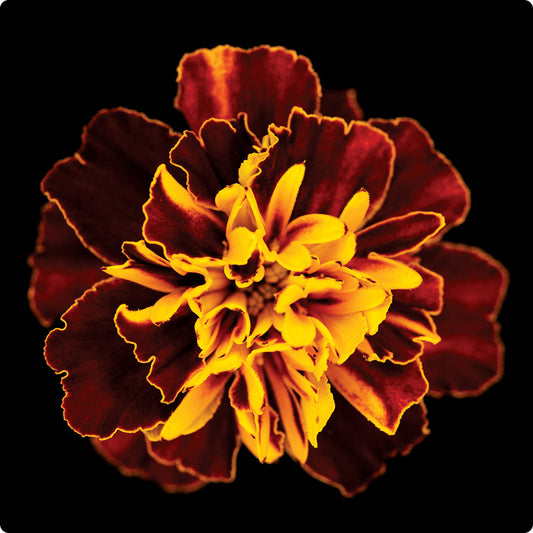 Marigold