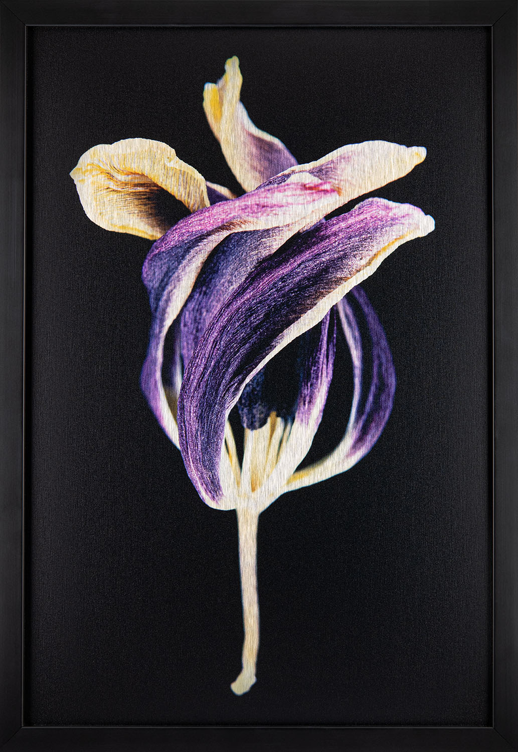 Tulip with a Twist