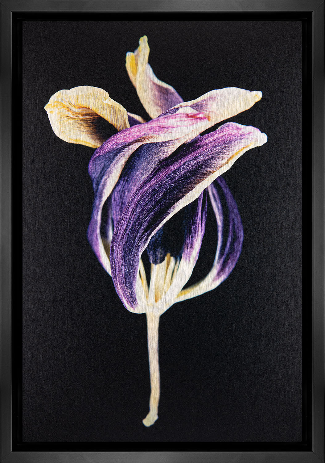 Tulip with a Twist