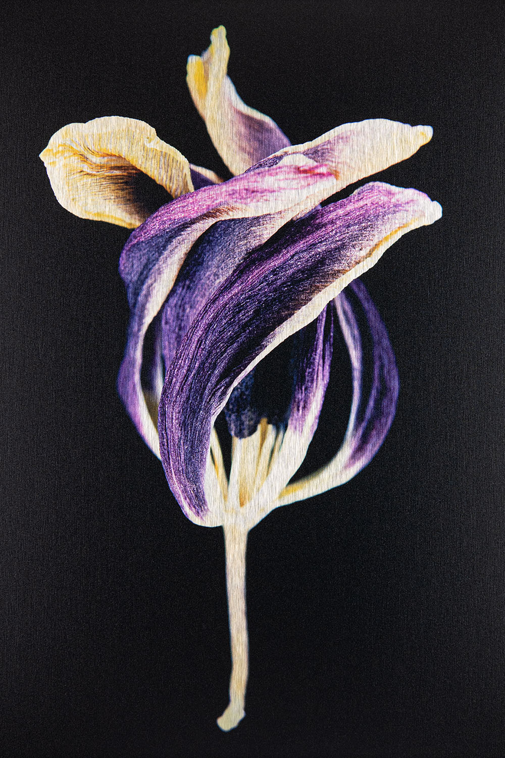 Tulip with a Twist