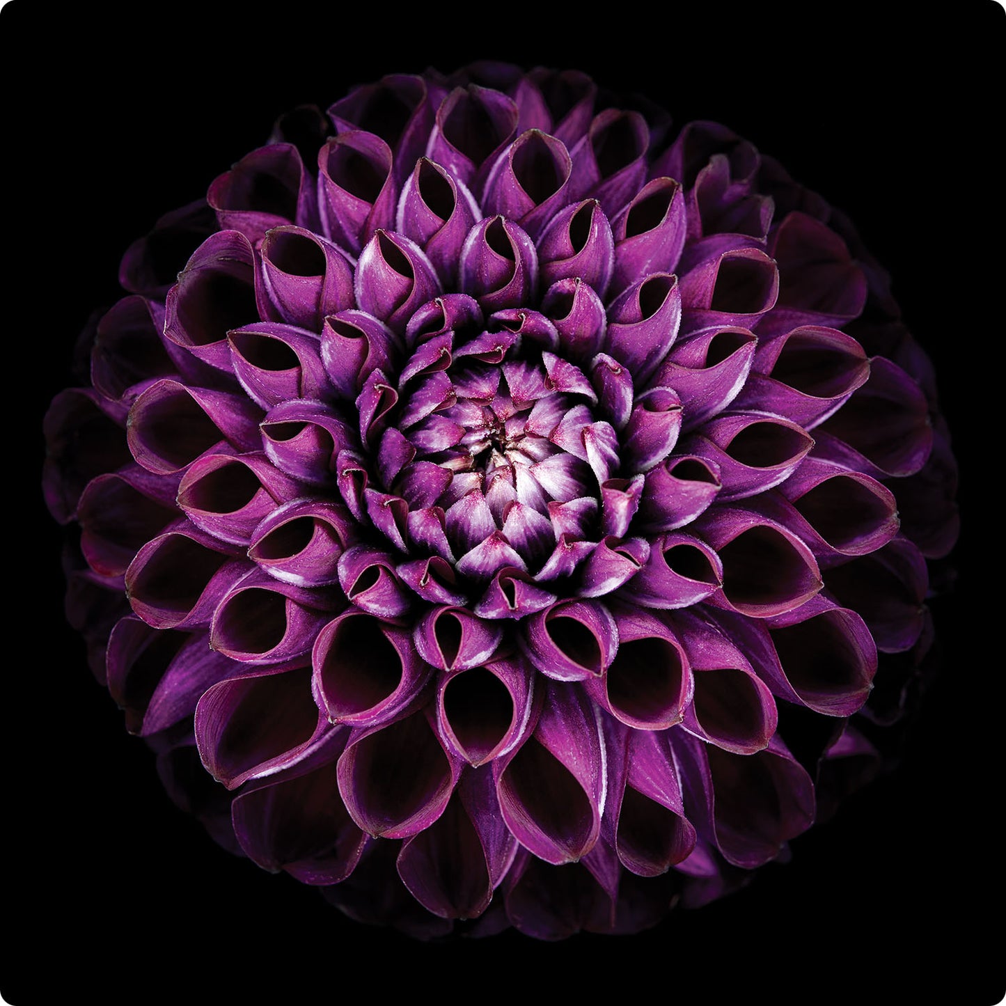Dahlia