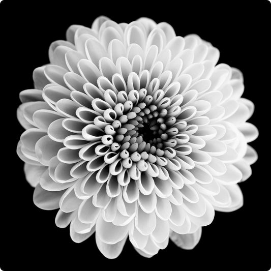 Black & White Dahlia