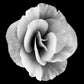 Begonia
