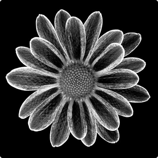 Black & White Chrysanthemum