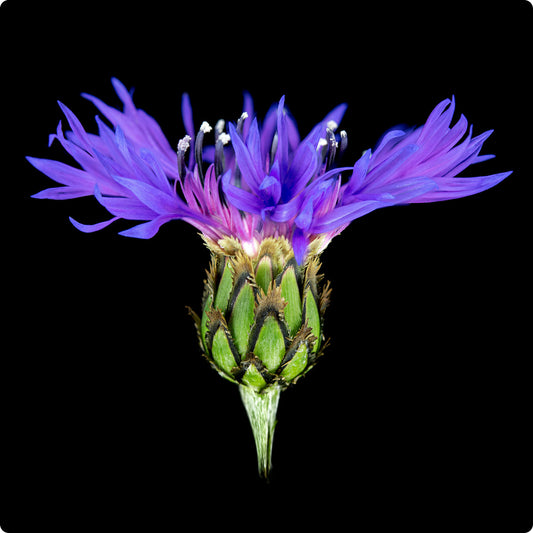 Cornflower